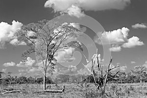 Trees in the field