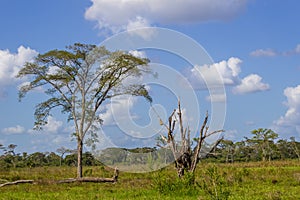 Trees in the field