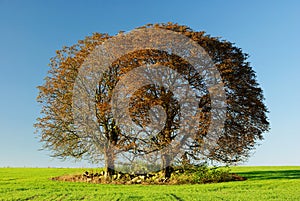 Trees in field