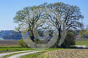 Trees on field