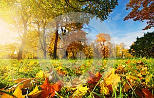 Trees on the field in autumn