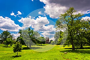 Trees in a field in Druid Hill Park, Baltimore, Maryland.