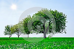 trees in a field. Generation growth legacy family concept