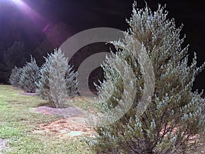 Trees in field at night