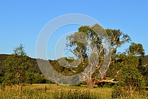 Trees in the field at Pipers Flat in New South Wales