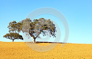 Trees in field, south of Portugal