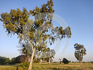 Trees in the fields