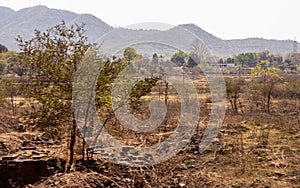 Trees in the fields of Chota Nagpur Plateau against distant mountain in the background. Ramgarh Jharkhand India