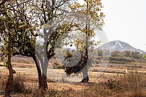 Trees in the fields of Chota Nagpur Plateau against distant mountain in the background. Ramgarh Jharkhand India