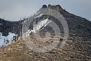 Trees flattened by eruption Mount St. Helens National Volcanic Monument, Washington State,USA