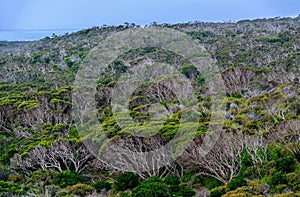 Trees flattened by the wind