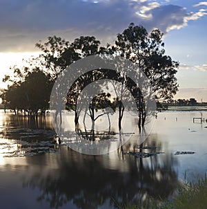 Trees & flooded creek