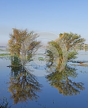 Trees in flooded meadow with reflection