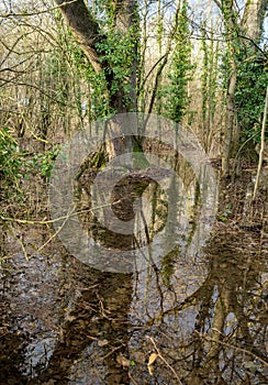 Trees in a flooded parkland in Pishiobury Park, Hertfordshire