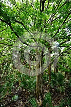 Trees in Florida