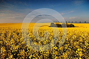 Trees on the flourishing field of