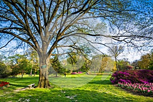 Trees and flowers at Sherwood Gardens Park, in Baltimore, Maryland.