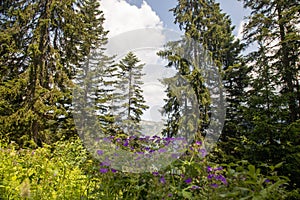 Trees and flowes from the european alps