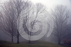 Trees in Fog