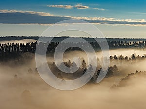 Trees in fog