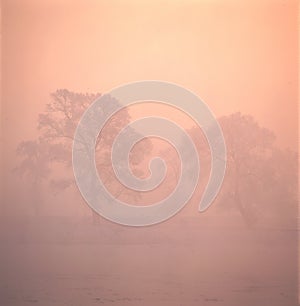 Trees in fog