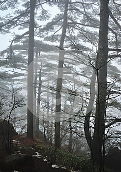 Trees in Fog