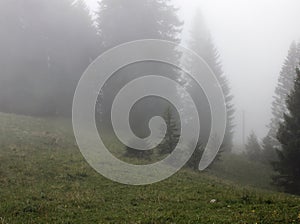 Trees in Fog