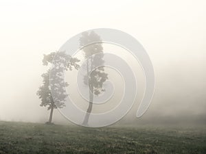 Trees with fog