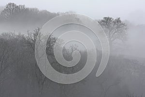 Trees in Fog