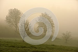 Trees in Fog