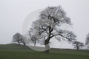 Alberi nebbia 