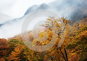 Trees and fog in Autumn