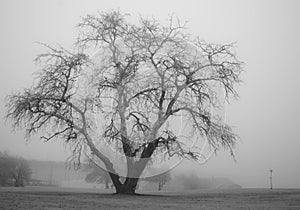Trees in fog. Black and white