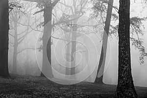 Trees in the Fog Blue Ridge Mountains