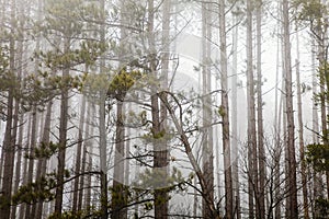 Trees with fog and mist. Horror nature