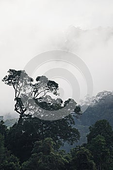 The Trees with fog after raining on the hill in tropical rain forest of Hala Bala wildlife sanctuary.