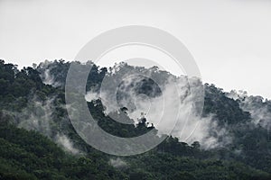 The Trees with fog after raining on the hill in tropical rain forest of Hala Bala wildlife sanctuary.