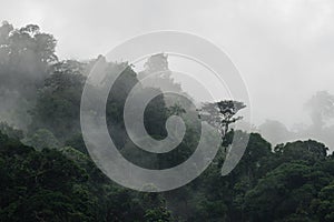 The Trees with fog after raining on the hill in tropical rain forest of Hala Bala wildlife sanctuary.