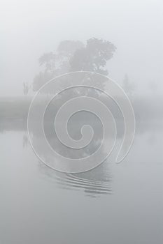 Trees in the fog reflected in the lake