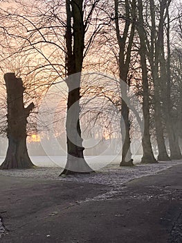 Trees in fog at sunrise