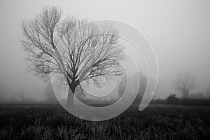 Alberi un nebbia 