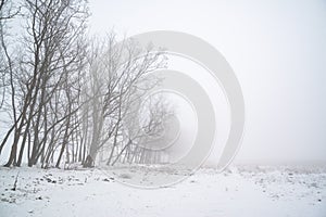 Trees in the fog winter field