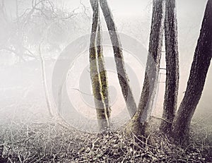 Trees in foggy swamp