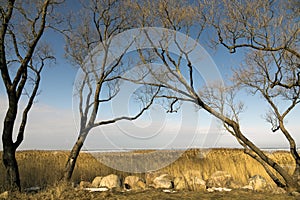 Trees without foliage have bent over boulders and a dry cane