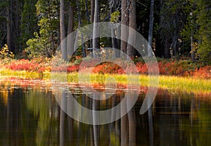 Trees and foliage reflecting their fall colors into a Yosemite p