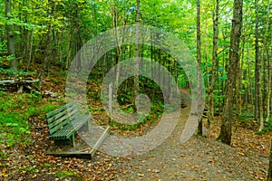 Trees and footpath, in Mont Tremblant National Park