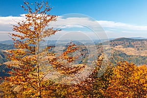 Trees in the foreground autumn mountainous landscape.