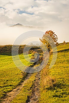 Trees in foreground of foggy autumn landscape