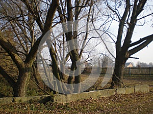 Trees in the foreground,path, dirt road, forest behind the Birch, autumn, tree shadows