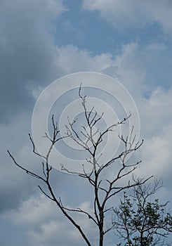 The trees in the forest